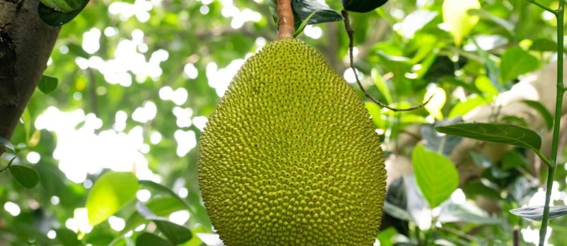 jackfruit